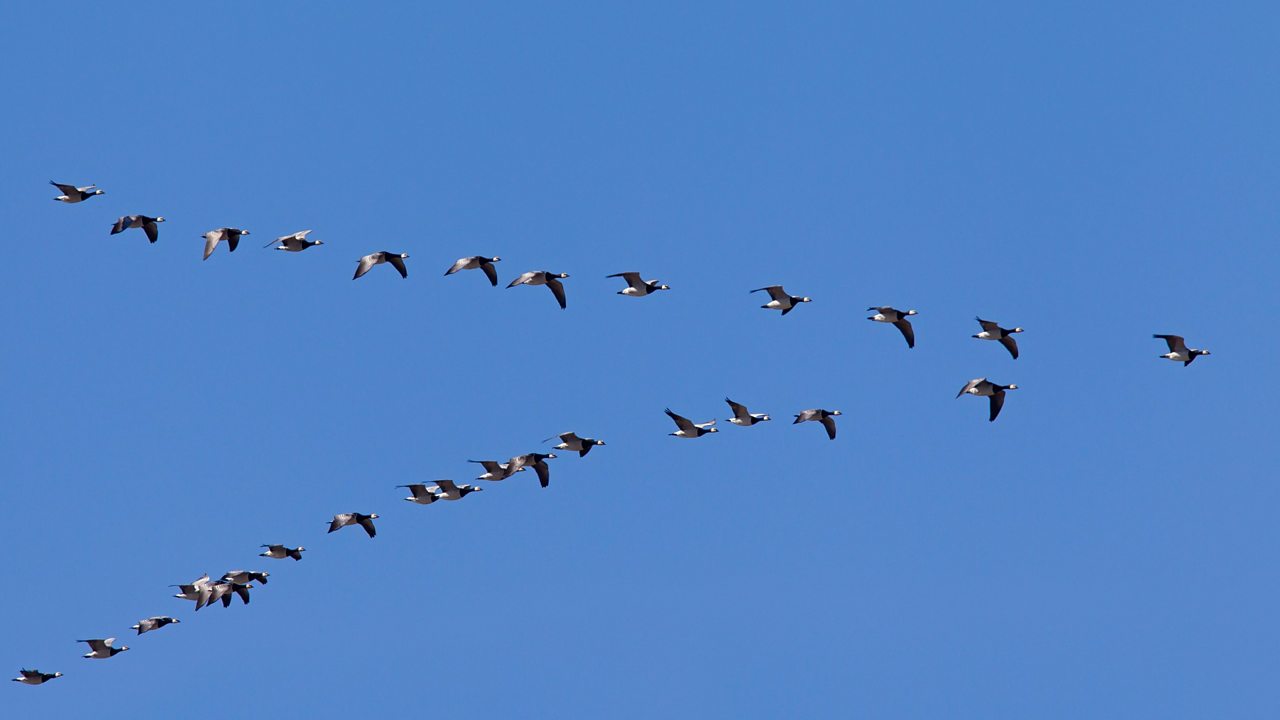 Migration von Wordpress nach Pagenode